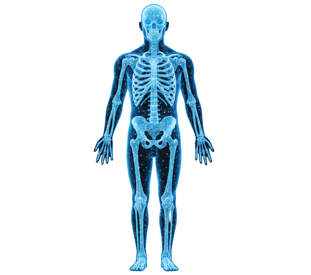 Skeleton Visualization